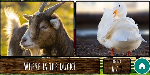 Download Animal Round Mod Apk