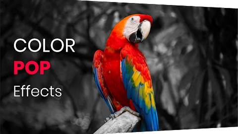 Color Pop effects photo editor Mod Apk