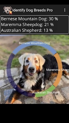 Identify Dog Breeds Pro Mod Apk