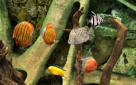 MyLake 3D Aquarium Mod Apk