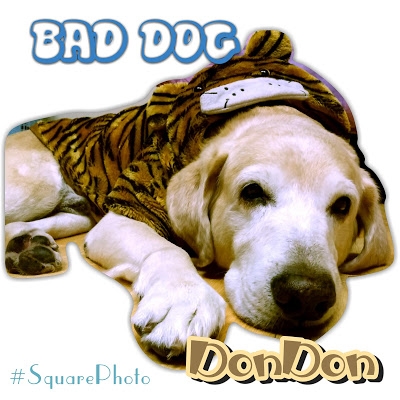 Square Photo(No Crop) Mod Apk