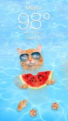 Download Weather Kitty - App & Widget Weather Forecast Mod Apk