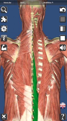 Visual Muscles 3D Apk