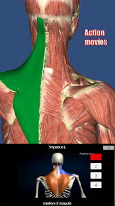 Visual Muscles 3D Apk