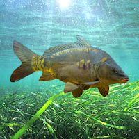 3DCARP2 Apk Mod