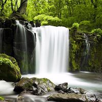Relax Forest - Nature sounds: sleep & meditation Apk