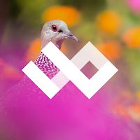 WildPapers - Wildlife Photos Apk