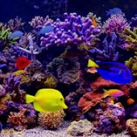 Amazing Aquariums In HD 3 Apk Mod