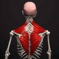 Anatomy by Muscle & Motion Apk Mod