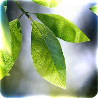 Fresh Leaves Apk Mod