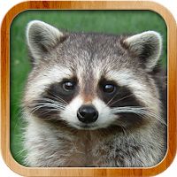 Kids Learn About Animals Apk Mod