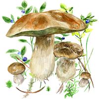 Mushrooms app Apk Mod