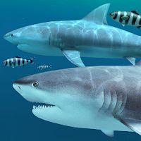 Sharks 3D - Live Wallpaper Apk Mod