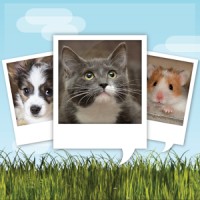 My Talking Pet 8.4.1-free Apk Paid Latest icon